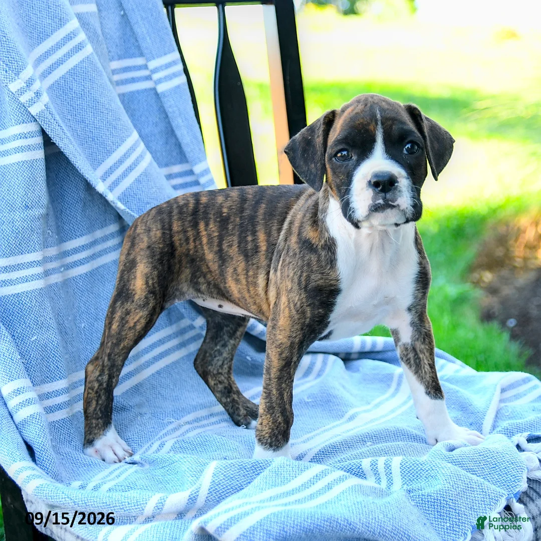 Boxer dogs for sale: Octavia - Ad 2