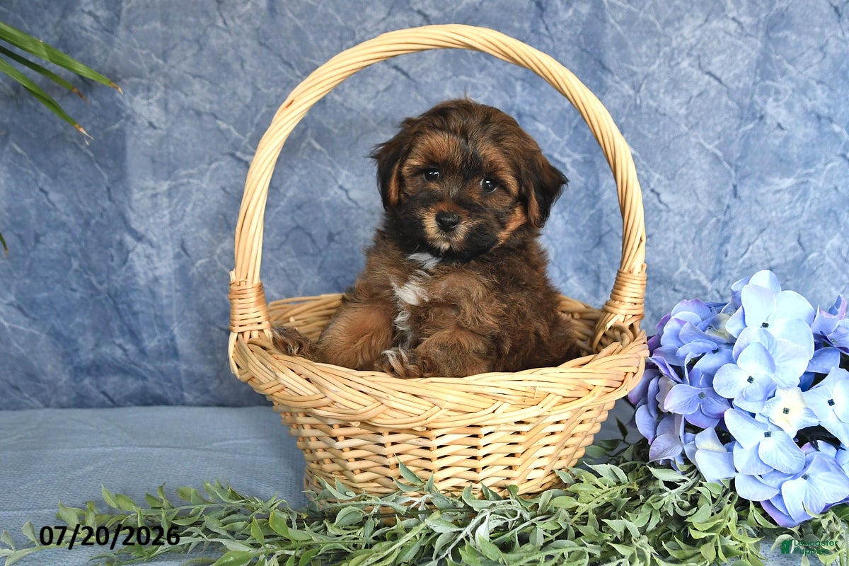 Havapoo dogs Brownie - Ad 2
