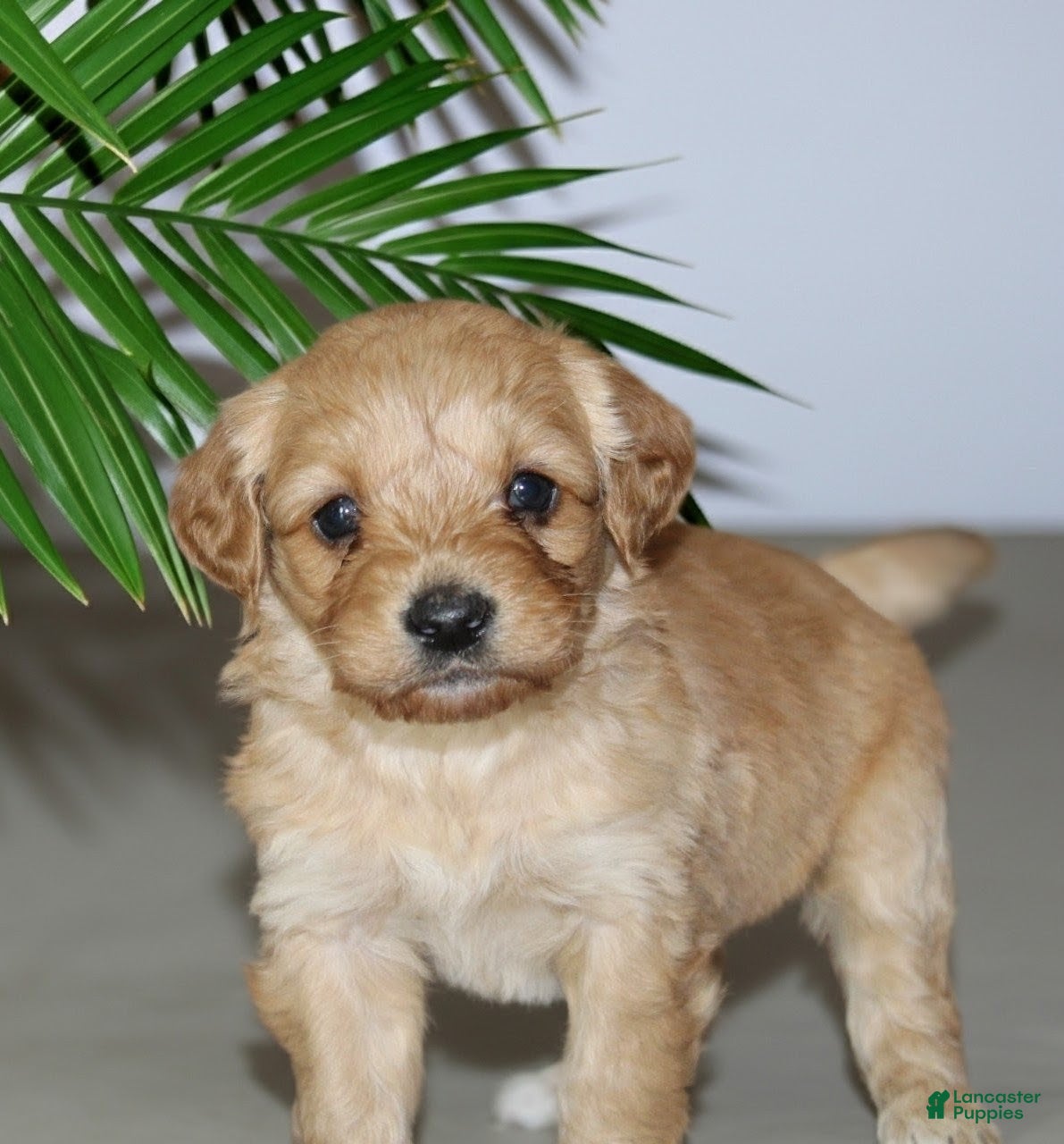 Cockapoo dogs for sale: Kip - Ad 1