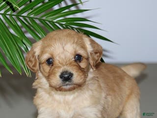 Cockapoo dogs Kip - Ad 42