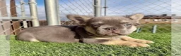 French Bulldog dogs for sale: ROCKY - Elite Lilac Tan Fluffy Micro French Bulldog, CA-USA Delivery Options - Ad 5