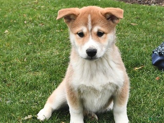 Mixed Breed dogs Pumpkin - Ad 20