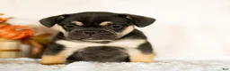 French Bulldog dogs for sale: Royal - Ad 1