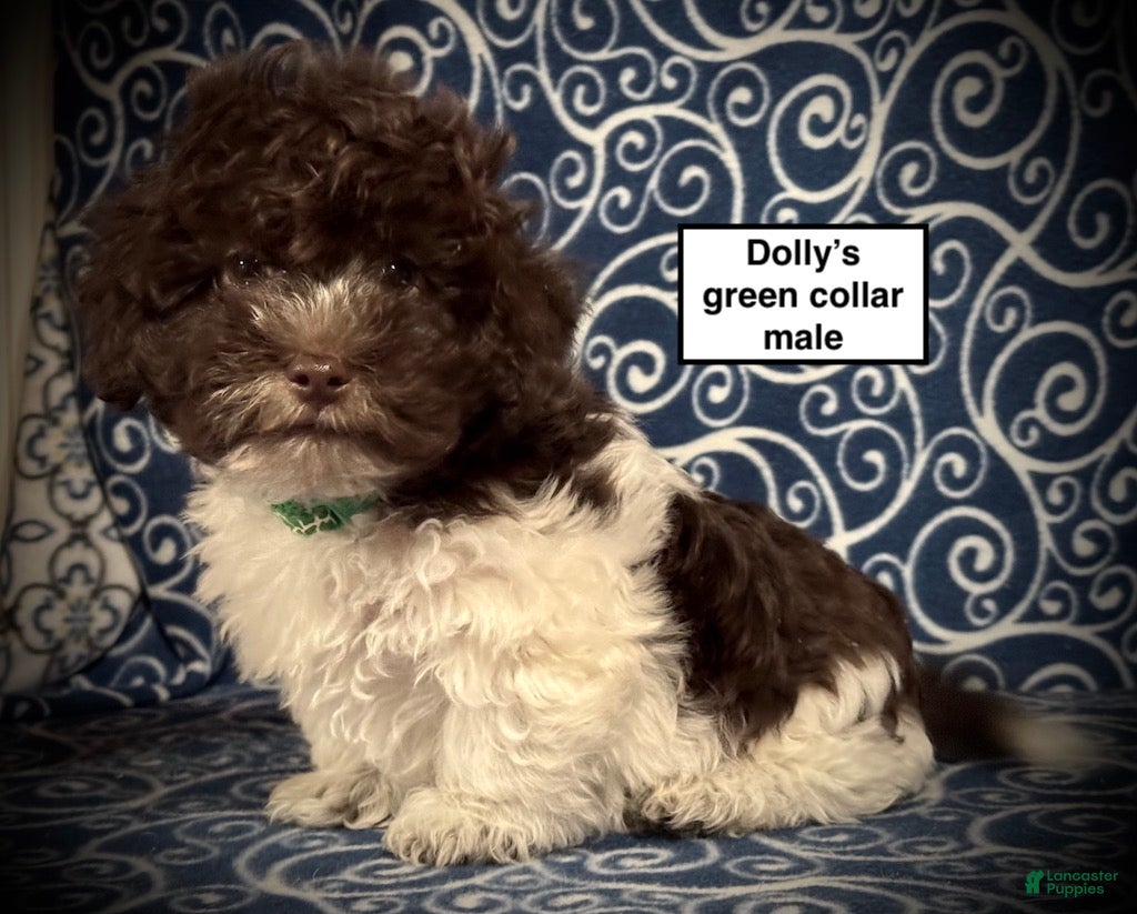 Havanese dogs AKC Dolly's Green Collar Male - Ad 33