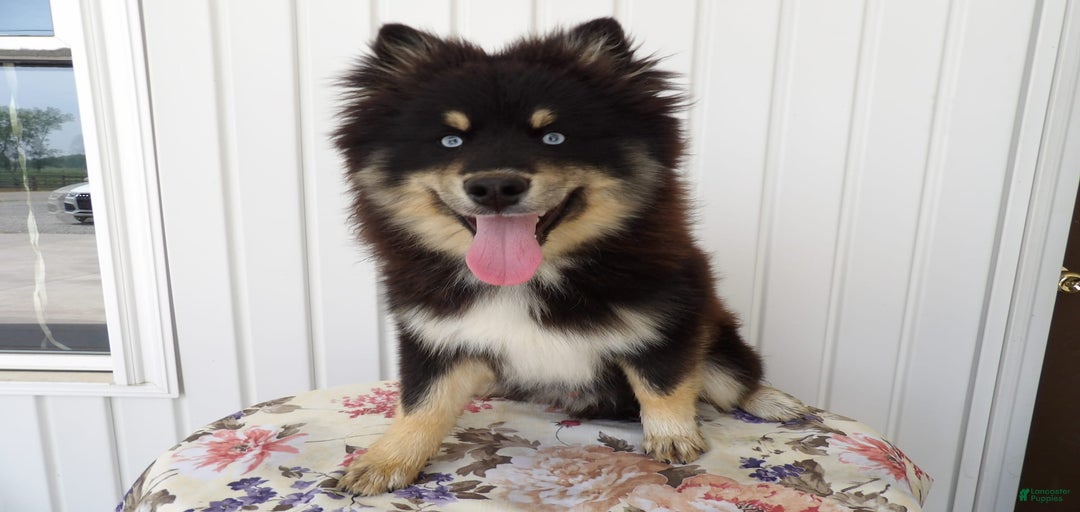 Gallery Image {{count}}