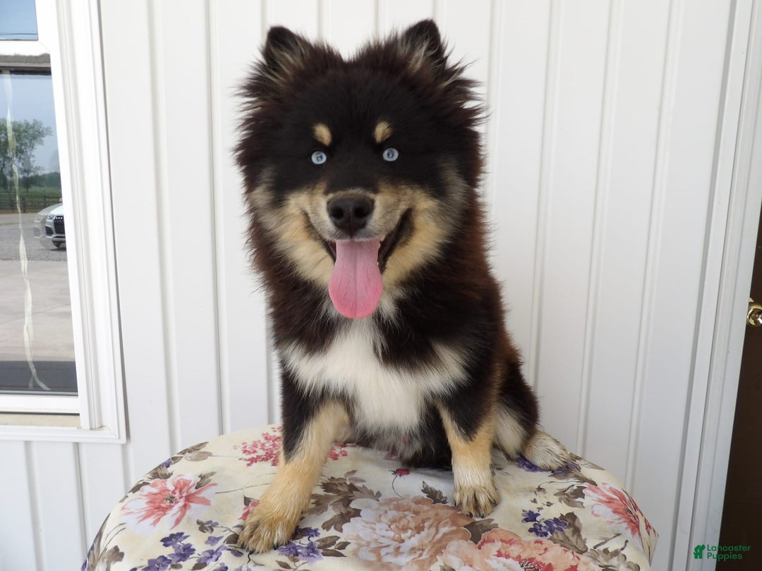 Gallery Image {{count}}