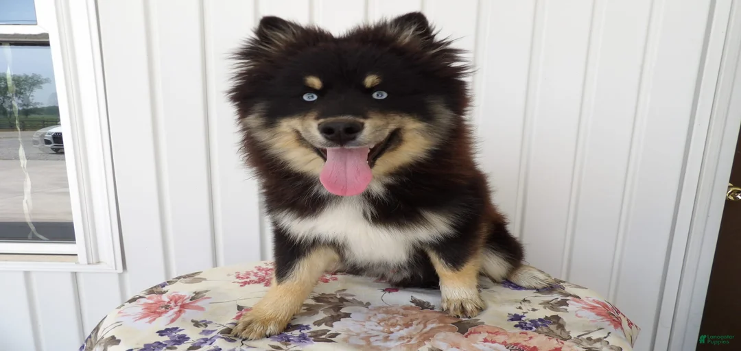 Gallery Image {{count}}