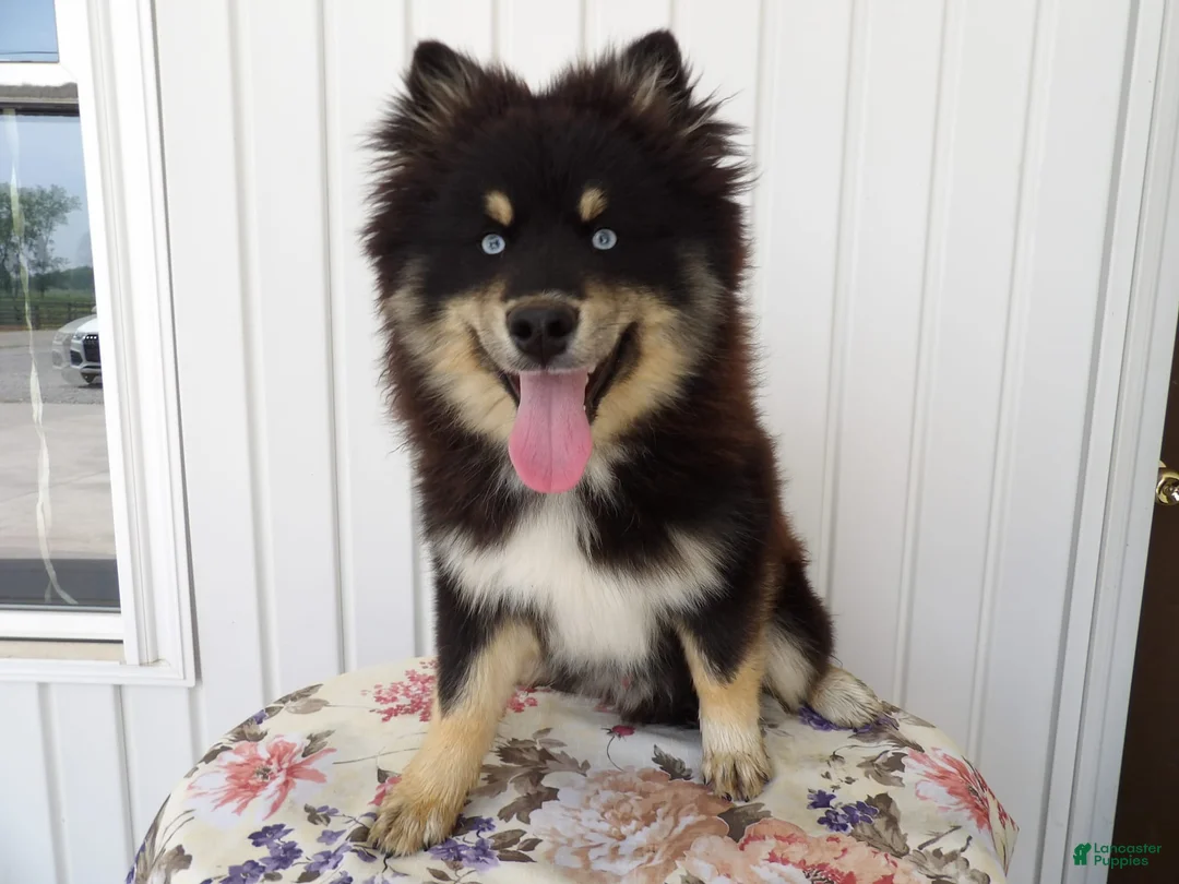 Gallery Image {{count}}