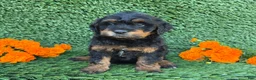 Mini Goldendoodle dogs for sale: Lola - Ad 3