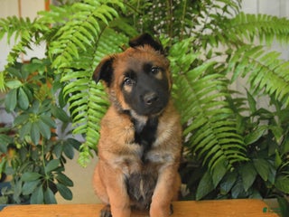 Belgian Malinois dogs Kiwi - Ad 16