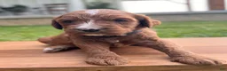 Irish Doodle dogs for sale: Maple - Ad 11