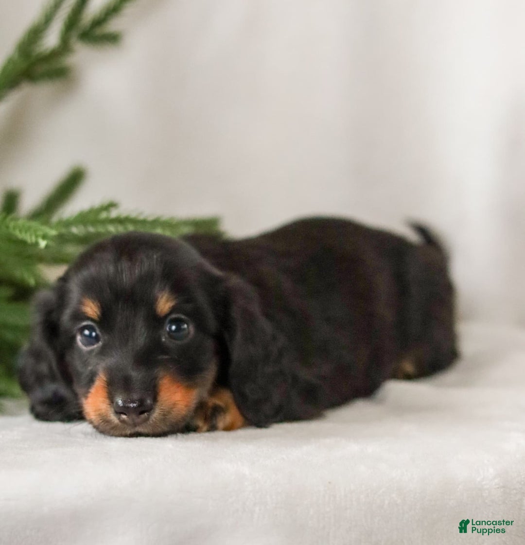 Miniature Dachshund dogs for sale: Indigo - Ad 3