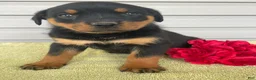 Rottweiler dogs for sale: Lexi - Ad 4