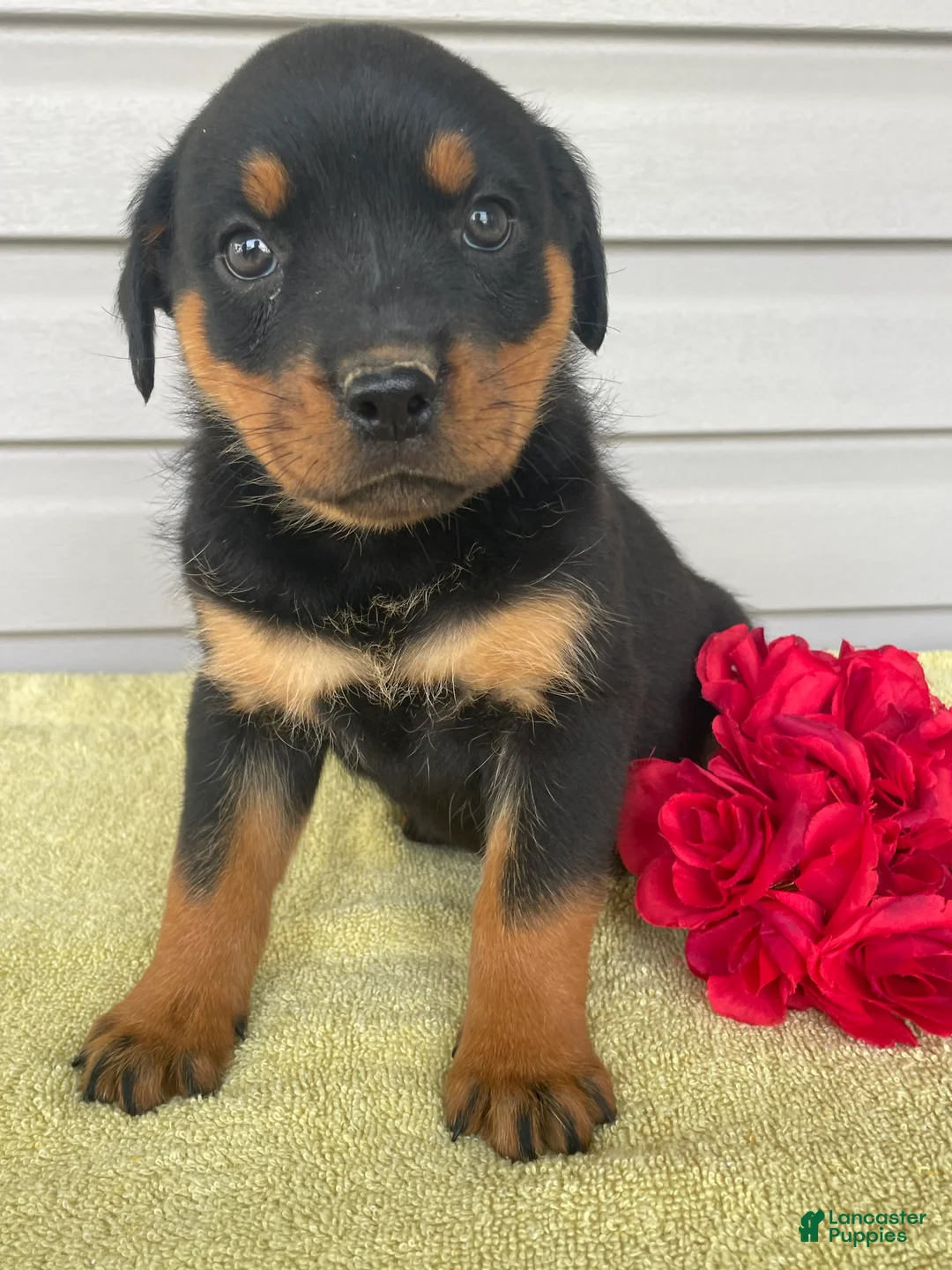 Rottweiler dogs for sale: Lexi - Ad 4