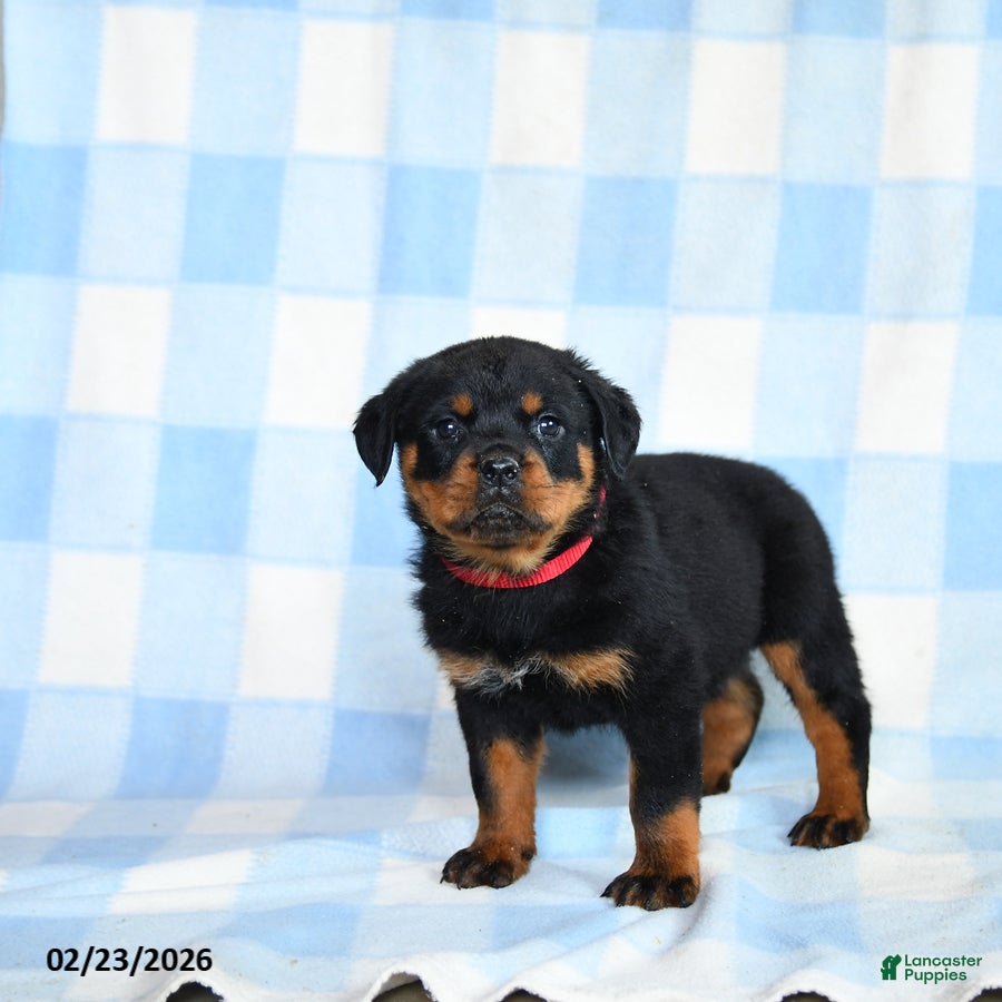 Rottweiler dogs Wolf  - Ad 1