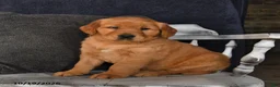 Golden Retriever dogs for sale: Aj  - Ad 3