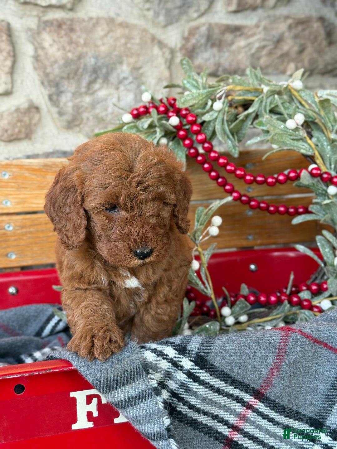 Mini Goldendoodle dogs for sale: Ivy - Ad 4