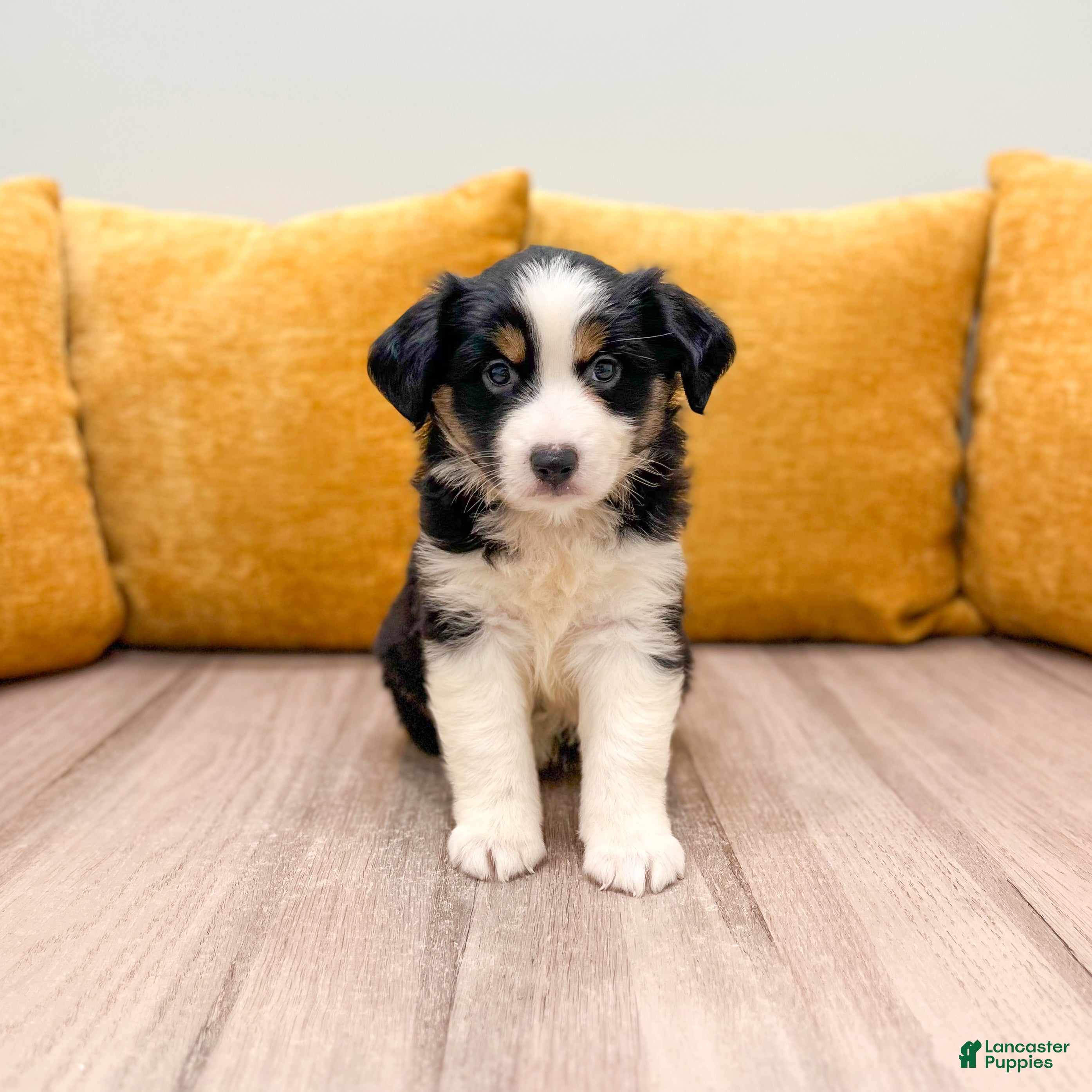 Miniature Australian Shepherd dogs Pearl - Ad 1