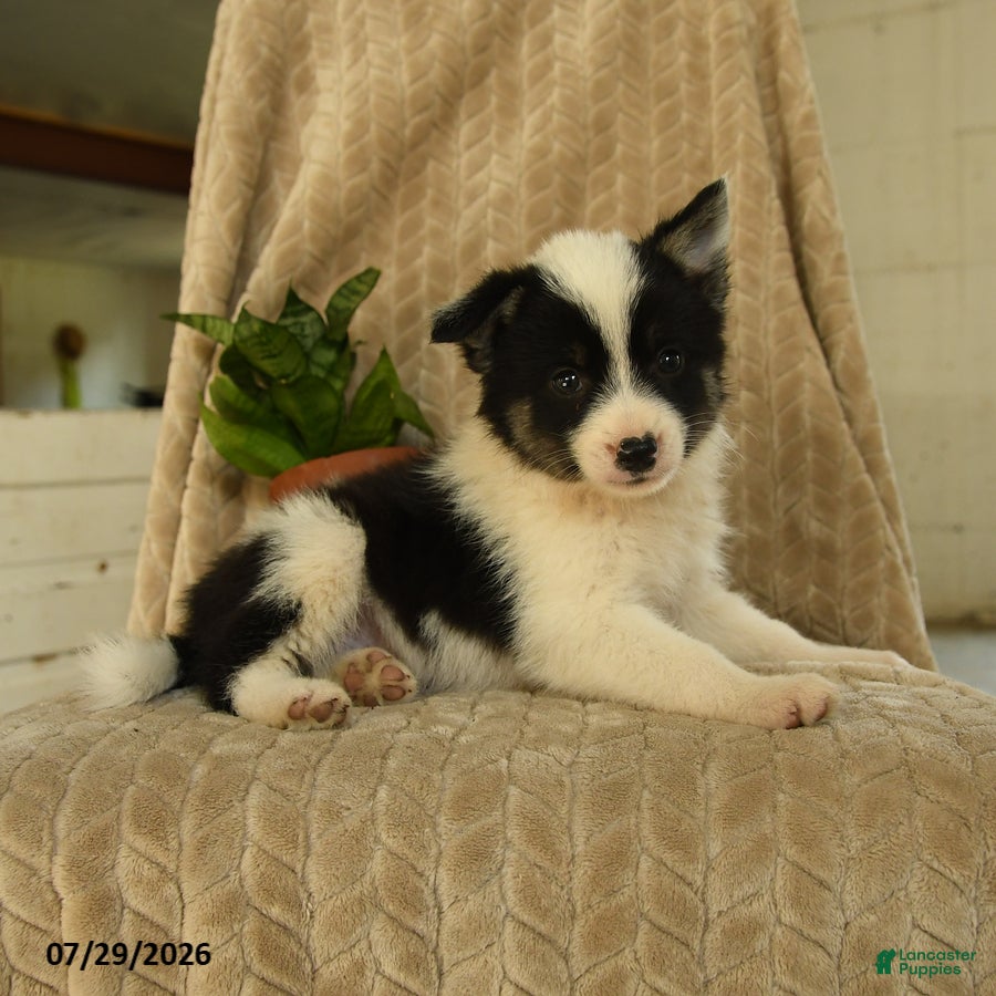 Pomsky dogs Boomer - Ad 2