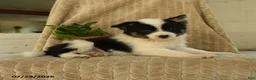 Pomsky dogs for sale: Boomer - Ad 2