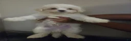 Maltese dogs for sale: Maltese 1 - Ad 3