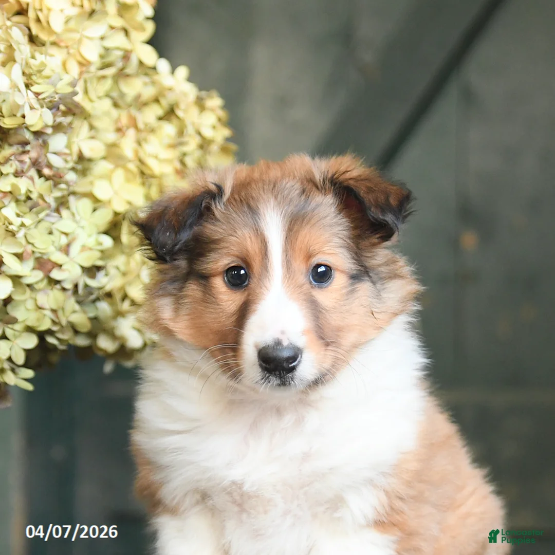 Shetland Sheepdog dogs for sale: Chase - Ad 3