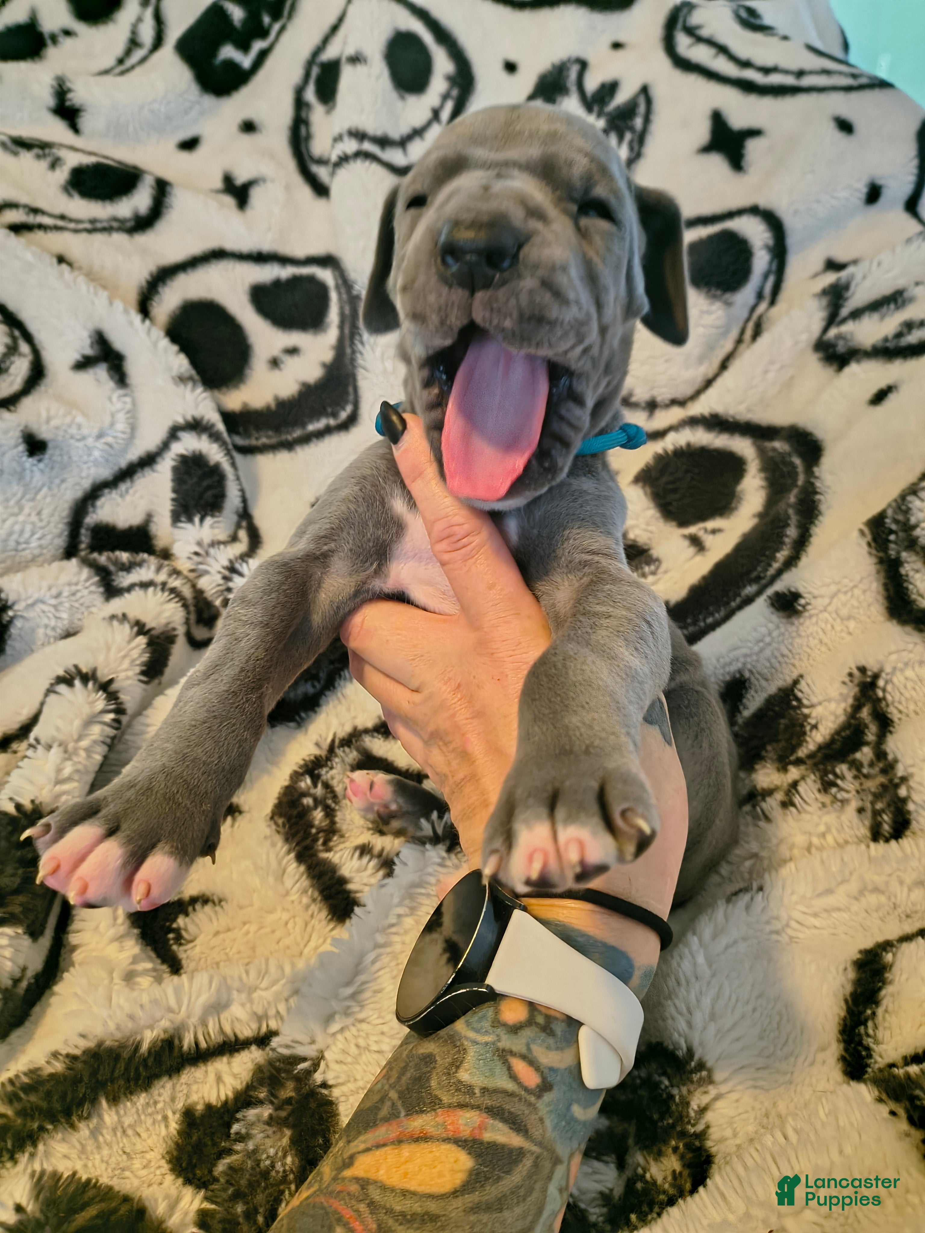 Great Dane dogs Blue  - Ad 32