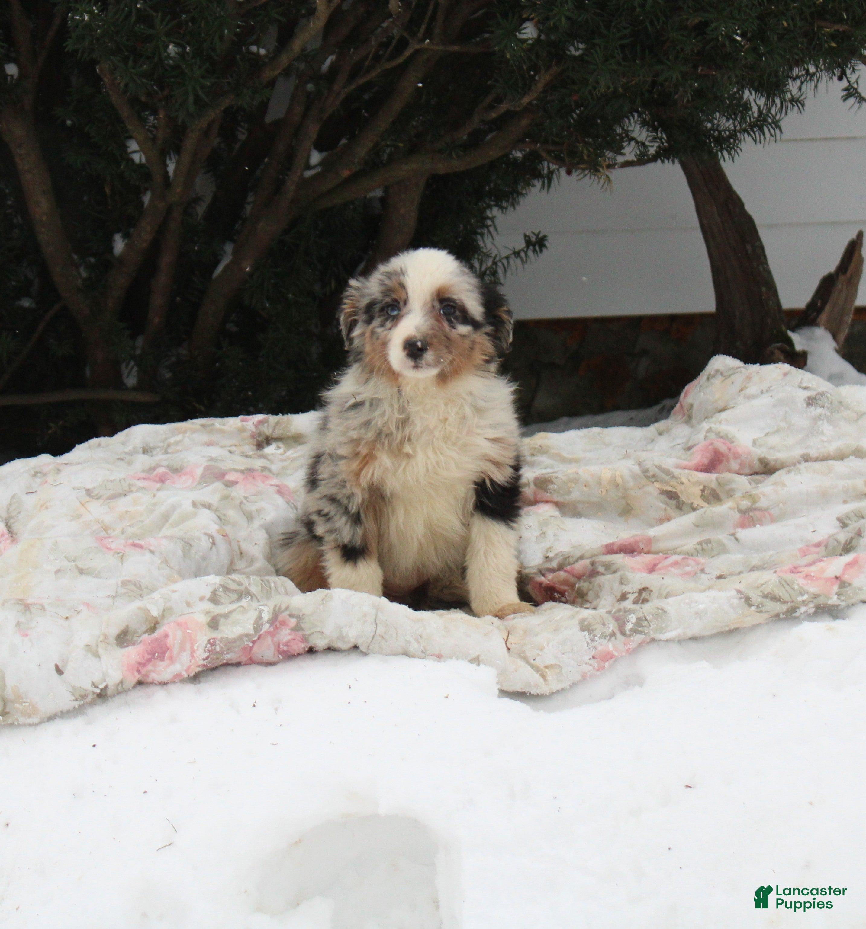 Australian Shepherd dogs Sugar - Ad 20