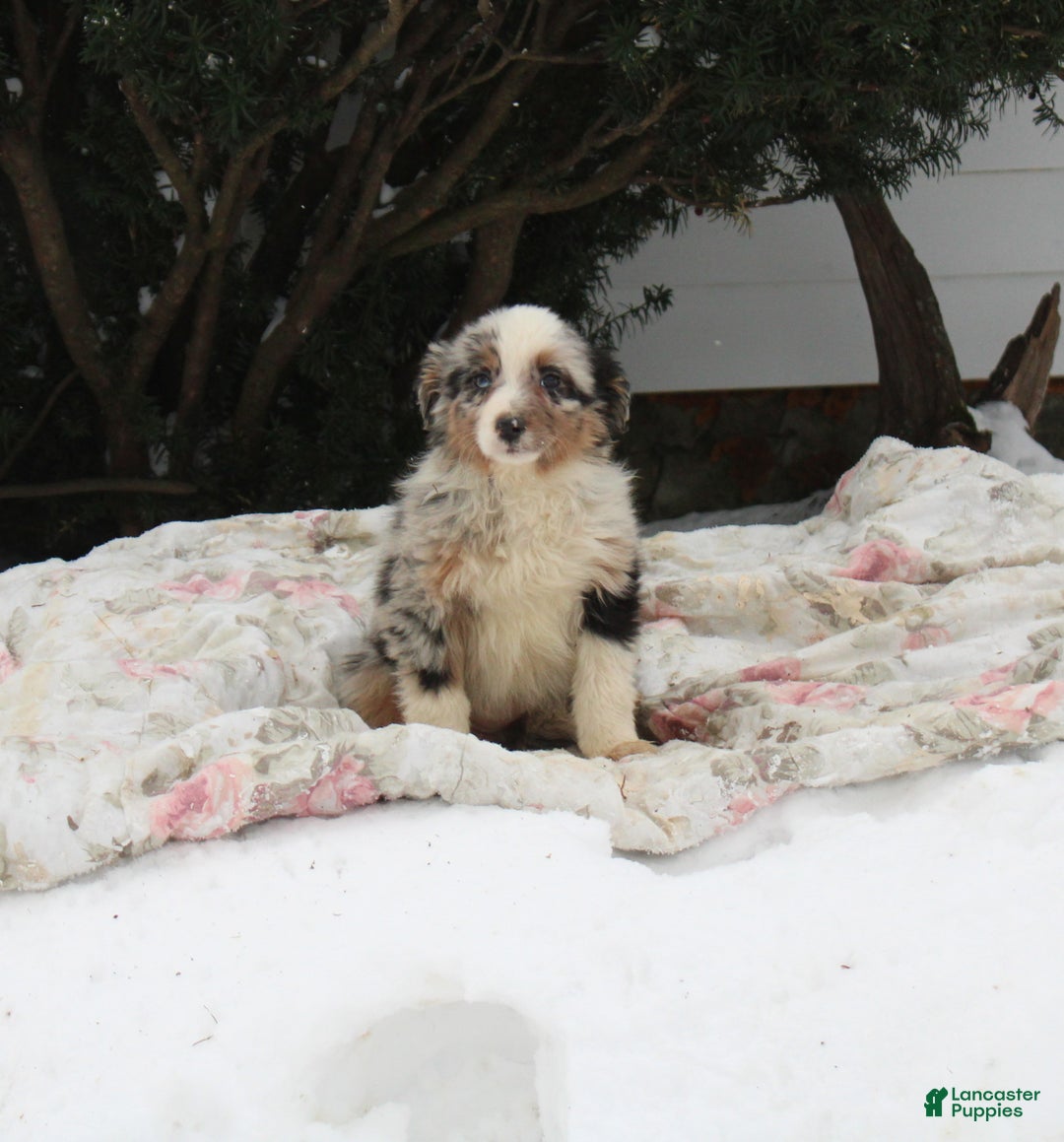 Australian Shepherd dogs for sale: Sugar - Ad 1