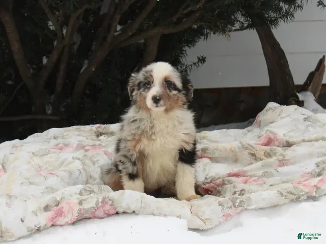 Australian Shepherd dogs for sale: Sugar - Ad 39