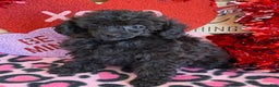 Toy Poodle dogs for sale: Olive - Ad 3