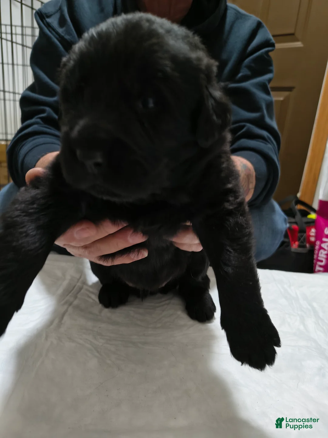 Newfoundland dogs for sale: Baby Blue collar  - Ad 2