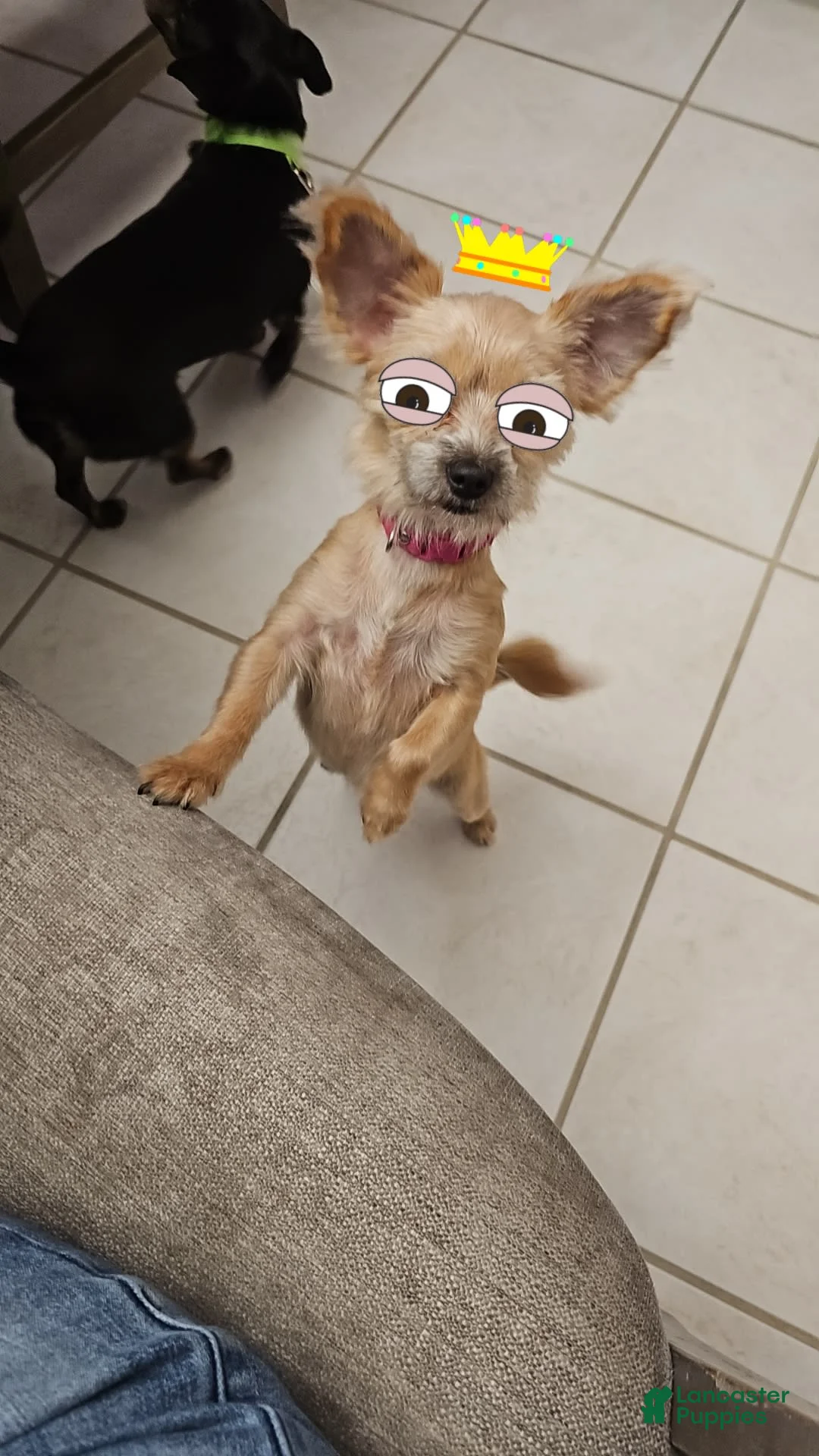 Gallery Image {{count}}