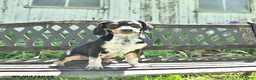 Mixed Breed dogs for sale: Shorty  - Ad 3