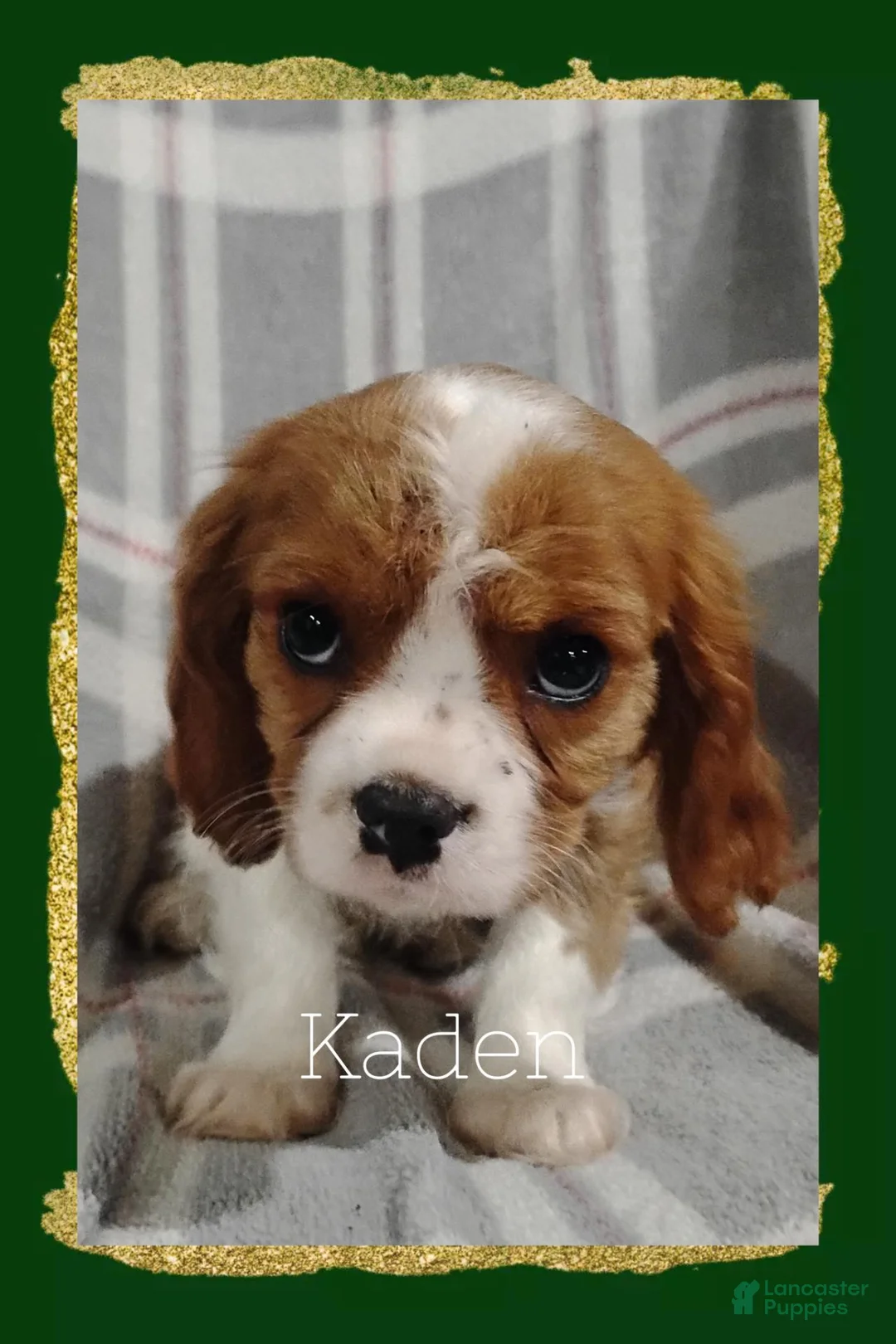 Cavalier King Charles Spaniel dogs for sale: Cavalier King Charles Spaniel 3 - Ad 1