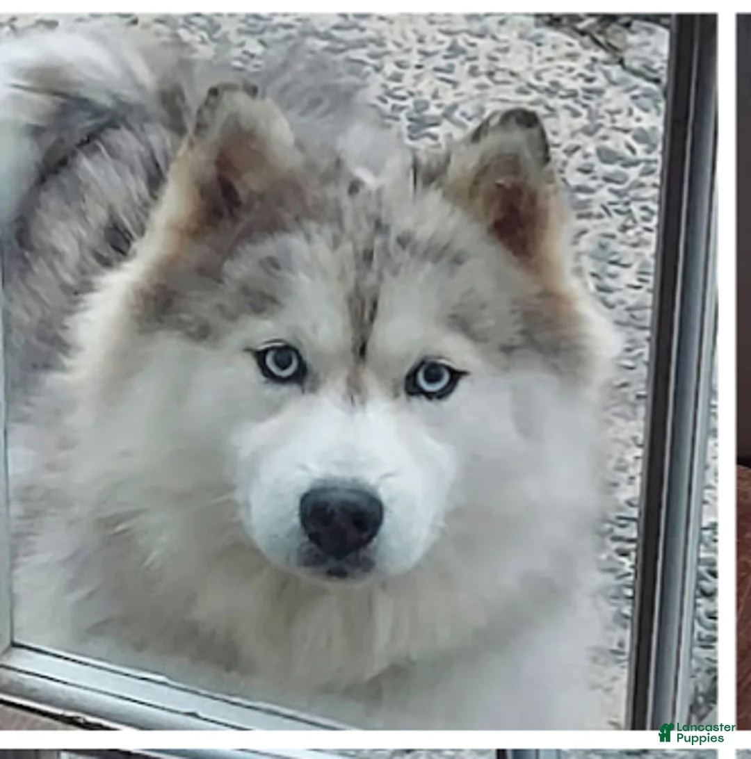 Pomsky dogs for sale: Mr Milo - Ad 2