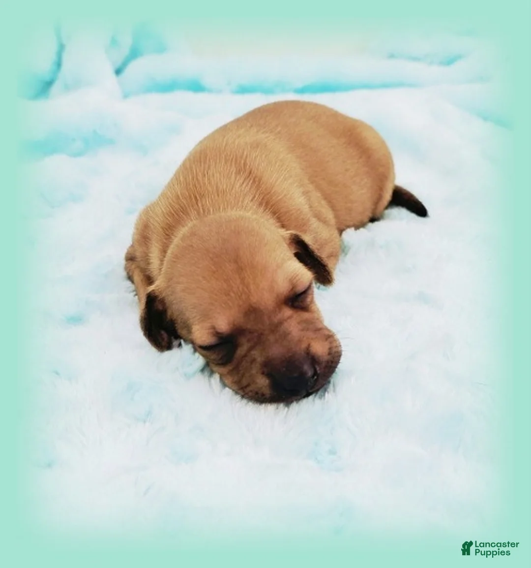 Italian Greyhound dogs for sale: Sebastian - Ad 2