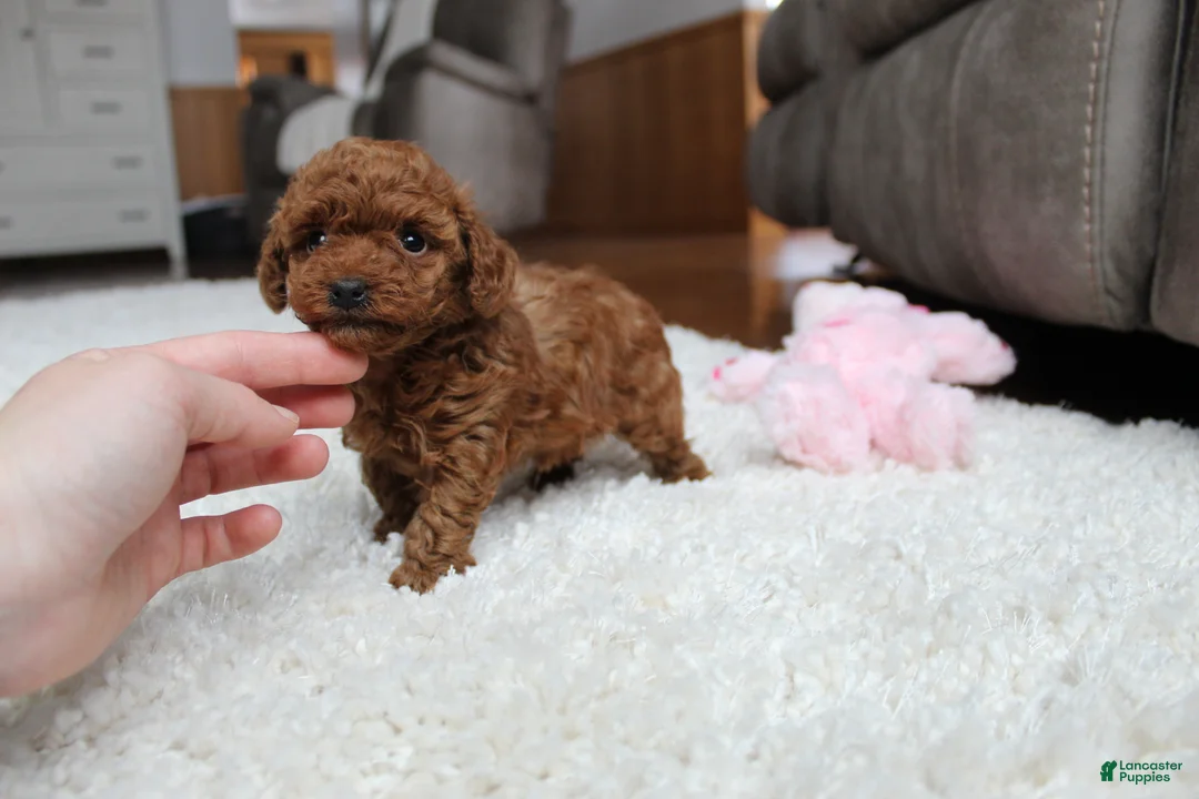 Toy Poodle dogs for sale: Teacup Allie - Ad 6