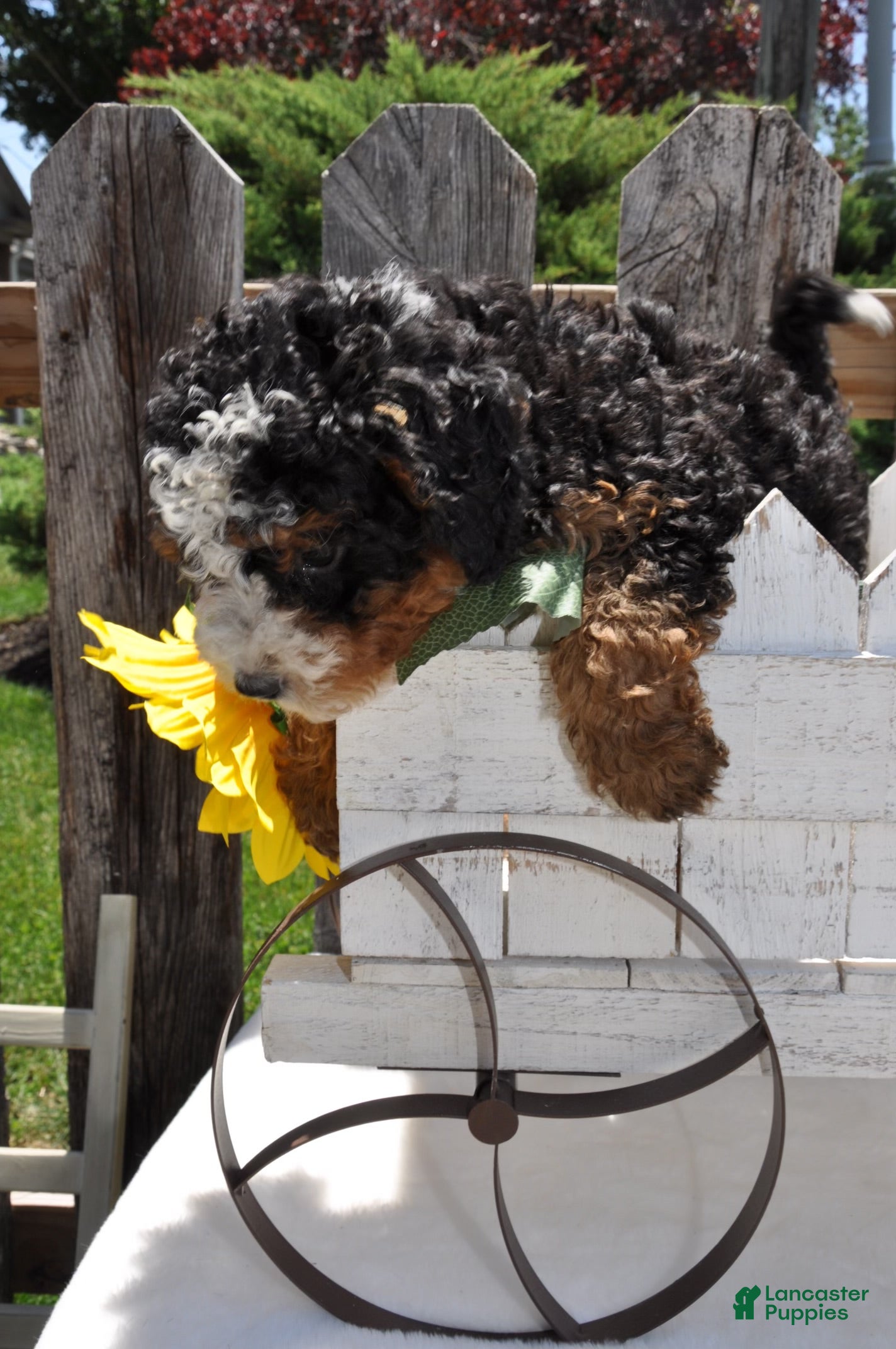 Mini Bernedoodle dogs Mr. Bistro - Ad 2