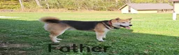 Shiba Inu dogs for sale: Ginger - Ad 4