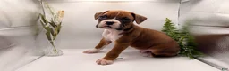 Boxer dogs for sale: Champ  - Ad 46