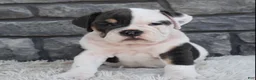 Beabull dogs for sale: Bella  - Ad 4