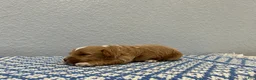 Mini Goldendoodle dogs for sale: Stormy - Ad 4