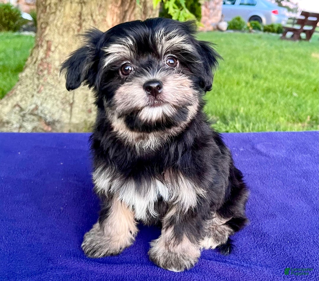 Gallery Image {{count}}