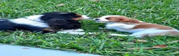 Cavalier King Charles Spaniel dogs for sale: Bambi - Ad 5