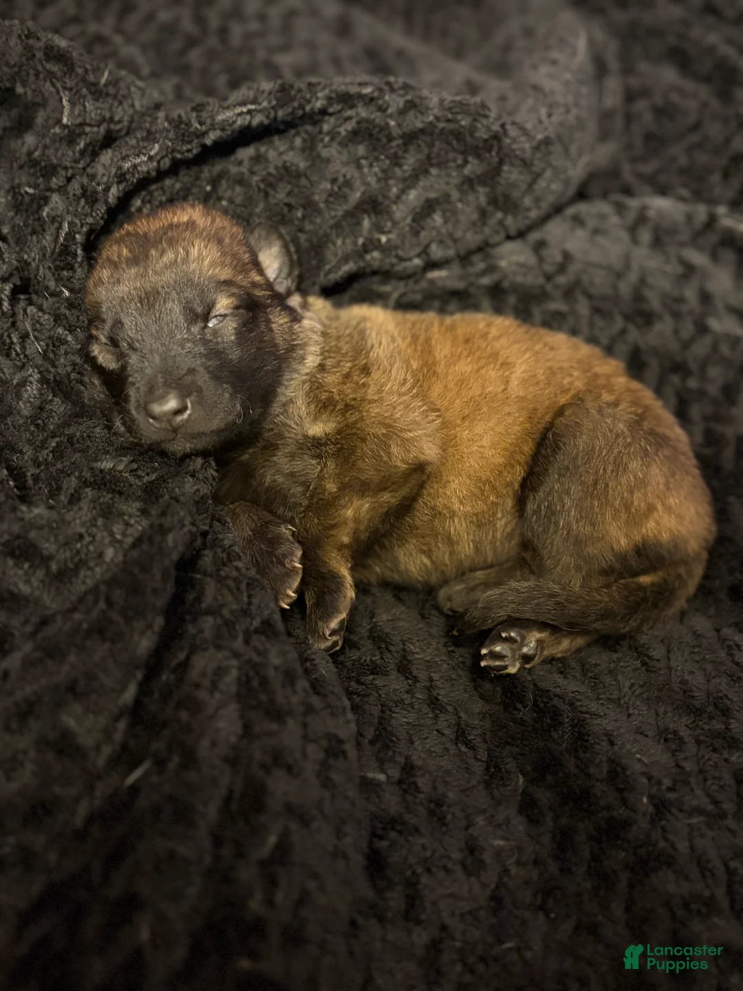 Belgian Malinois dogs for sale: Belgian Malinois Puppy 1 - Ad 1