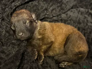 Belgian Malinois dogs Belgian Malinois Puppy 1 - Ad 21