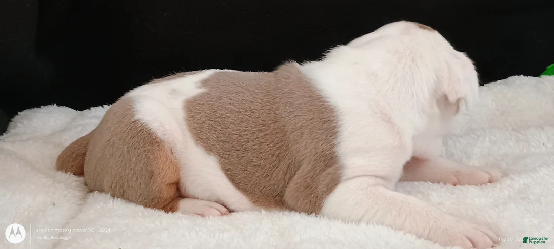 Olde English Bulldogge dogs for sale: Dudley Bulldogges Beyla - Ad 1