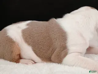 Olde English Bulldogge dogs Dudley Bulldogges Beyla - Ad 21