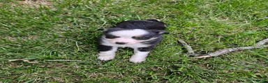 Miniature Australian Shepherd 2
